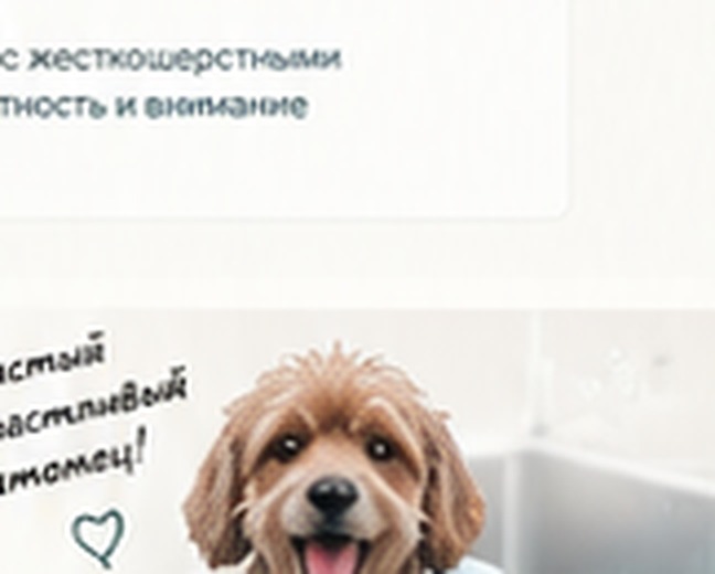 Ухоженная собака после груминга